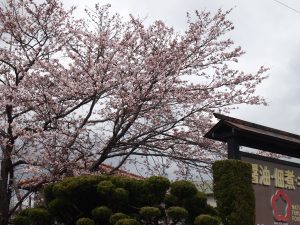 さくら