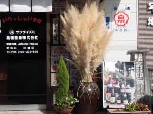 パンパスグラス