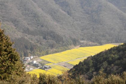 菜の花